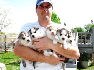 Buy Siberian Husky, order Puppies, husky for sale
