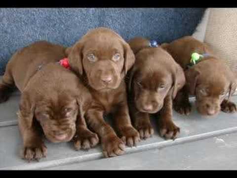 Male & female Labrador Retriever puppies for sale