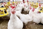 Bird flu, Bird flu new outbreak, bird flu outbreak in the usa triggers doubts, Just in