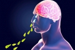 Primary Amoebic Meningoencephalitis in Kerala, Primary Amoebic Meningoencephalitis in Kerala, brain eating amoeba in kerala why and how it spreads, Organic