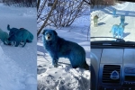 blue dogs, blue dogs, bright blue stray dogs found in russia, Dogs