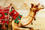 Camel Milk, Camel Milk side effects, benefits and side effects of camel milk, Ibl