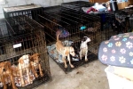 Dog Meat, Dog Meat South Korea news, consuming dog meat is a right of consumer choice, Dogs