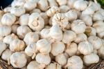 Garlic a Mosquito Repellent, Garlic Vs Mosquito Repellent latest breaking, is garlic a mosquito repellent, Clothing