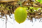 Snake Venom breaking, Snake Venom, this miraculous plant can neutralise snake venom in minutes, How