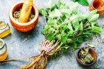 Lemon Balm leaves, Lemon Balm benefits, all about lemon balm and its health benefits, Holistic health