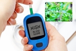 Blood Sugar Levels food, Blood Sugar Levels Tulsi leaves, how to maintain blood sugar level to boost immunity, Joint pains
