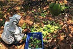 Mango, Karnataka, nipah effect mango growers in karnataka faces tough time in export, Kolar