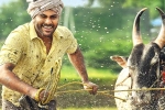 14 Reels Plus, Sreekaram release date, sharwanand s sreekaram trailer released, Sreekaram