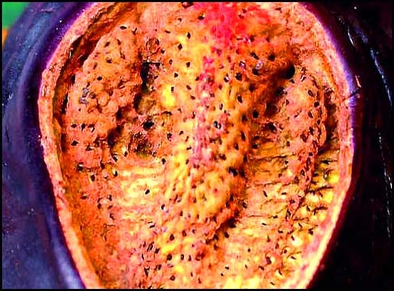Lord Ganesha found in brinjal?