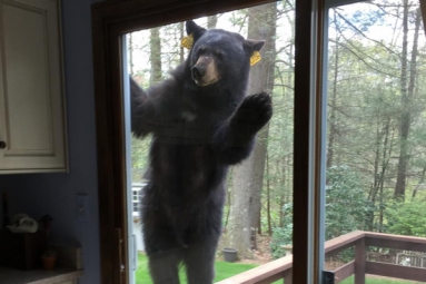 Connecticut woman had a surprise visit from a Bear
