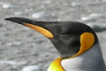 penguins poop, penguins poop, laughing gas released from penguins poop causes a ruckusto the environment, Cuckoo