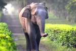 elephants, unique identification number, tamed elephants in india to get unique identification numbers like aadhar, Noida
