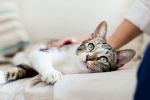 new york, coronavirus, two pet cats in new york test positive for covid 19, Dogs